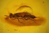 Detailed Fossil Wasp (Hymenoptera) In Baltic Amber #163461-2